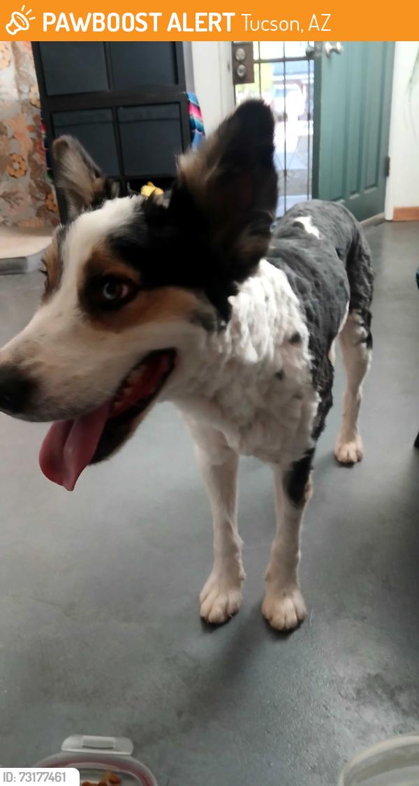 Found/Stray Male Dog last seen Country Club and 22nd street, Tucson, AZ 85716