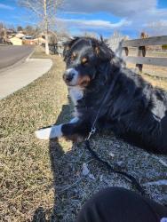 Lost Male Dog last seen Near sherman pl denver co 80221, Denver, CO 80221