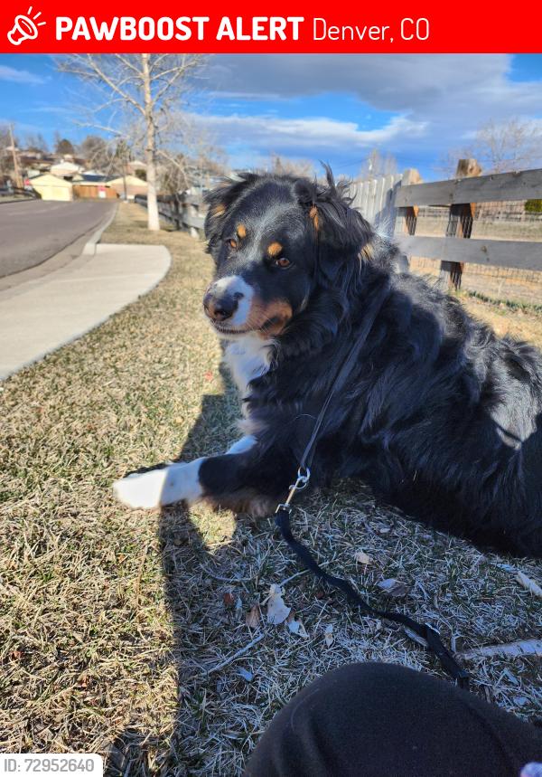 Lost Male Dog last seen Near sherman pl denver co 80221, Denver, CO 80221