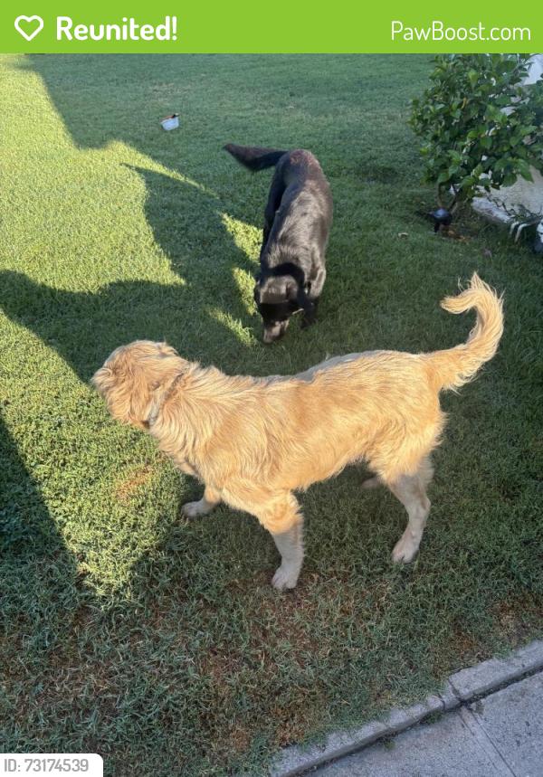 Reunited Male Dog last seen N J St & W 2nd St, San Bernardino, CA 92410, USA, San Bernardino, CA 92410