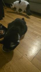 Reunited Male Cat last seen L15BU, Merseyside, England L1 5BU