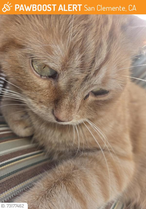Found/Stray Unknown Cat last seen Camino de Estrella spouts, San Clemente, CA 92672