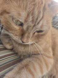 Found/Stray Unknown Cat last seen Camino de Estrella spouts, San Clemente, CA 92672