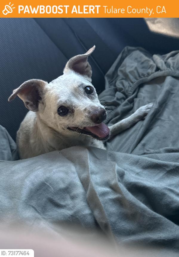 Found/Stray Female Dog last seen N Akers st, Tulare County, CA 93277