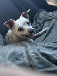 Found/Stray Female Dog last seen N Akers st, Tulare County, CA 93277