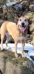 Reunited Female Dog last seen Near S Seminole Dr, Chattanooga, TN 37412, USA, Chattanooga, TN 37412