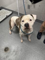 Shelter Stray Male Dog last seen Near Avenue D, Sevier County ACO, TN, 1008 Old Knoxville Hwy, Sevierville, TN 37862, USA
