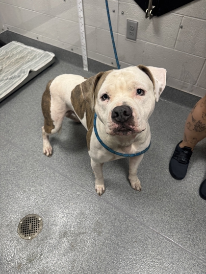Shelter Stray Male Dog last seen Near Avenue D, Sevier County ACO, TN, 1008 Old Knoxville Hwy, Sevierville, TN 37862, USA