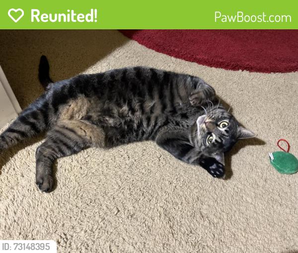 Reunited Female Cat last seen Near Canal Row Park, Bend, OR 97701