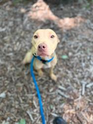 Shelter Stray Female Dog last seen Near E Read St Apt 6, 21202, MD, 2490 Giles Rd, Baltimore, MD 21225, USA