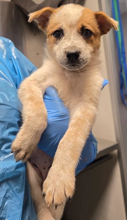 Shelter Stray Female Dog last seen S Fruit Ave & W Adams Ave, Fresno Zone Fresno CO 2 93710, CA, 1510 W Dan Ronquillo Dr, Fresno, CA 93706, USA
