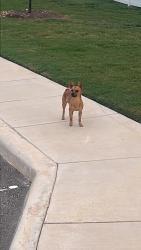 Found/Stray Male Cat last seen Los Cielos at Brooks subdivision, San Antonio, TX 78235
