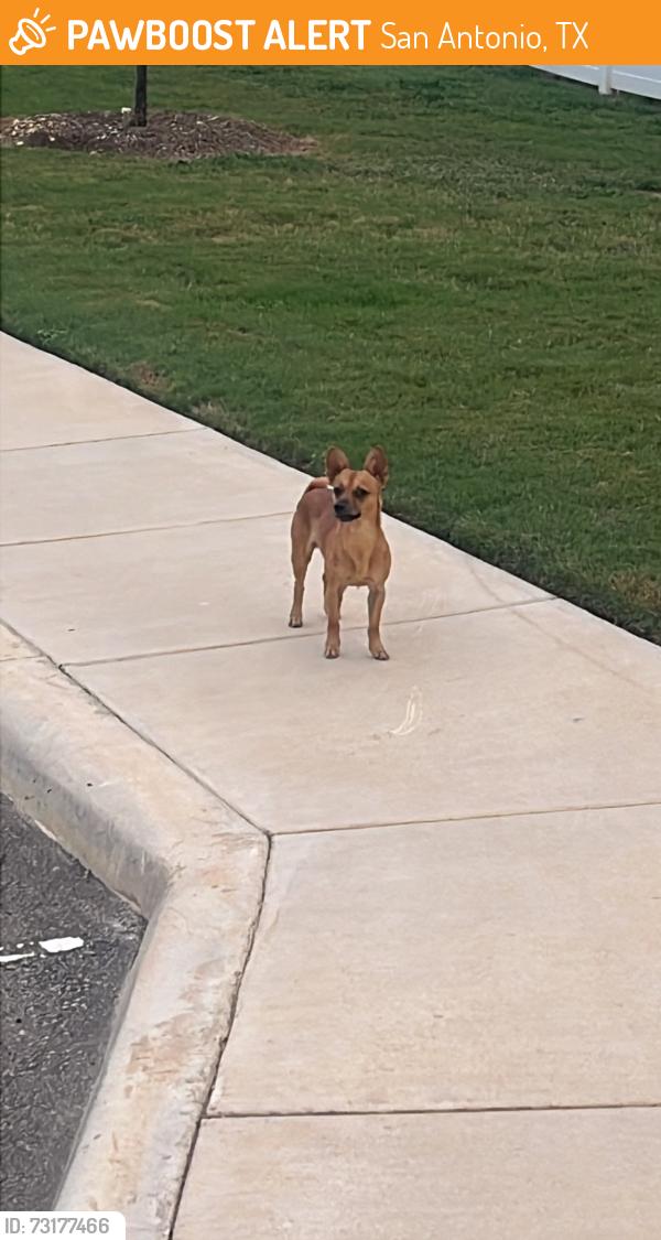 Found/Stray Male Cat last seen Los Cielos at Brooks subdivision, San Antonio, TX 78235