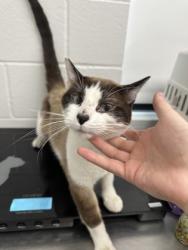 Shelter Stray Male Cat last seen Near Otter Creek Rd, Town of Washington, WI, 3900 Old Town Hall Rd, Eau Claire, WI 54701, USA