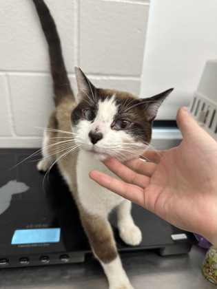 Shelter Stray Male Cat last seen Near Otter Creek Rd, Town of Washington, WI, 3900 Old Town Hall Rd, Eau Claire, WI 54701, USA