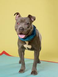 Shelter Stray Male Dog last seen Near HARWELL Dr, Atlanta,, 1251 Fulton Industrial Blvd NW, Atlanta, GA 30336, USA