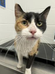 Shelter Stray Female Cat last seen Near Plum St, City of Eau Claire, WI, 3900 Old Town Hall Rd, Eau Claire, WI 54701, USA
