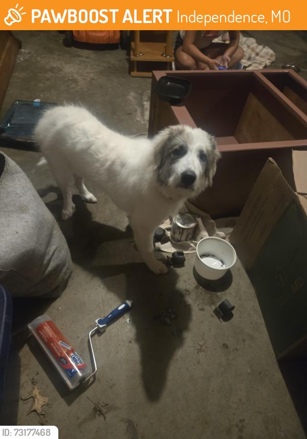 Found/Stray Female Dog last seen Inter city fire dept on Blue Ridge Blvd, Independence, MO 64052