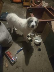 Found/Stray Female Dog last seen Inter city fire dept on Blue Ridge Blvd, Independence, MO 64052