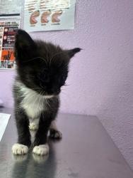 Shelter Stray Male Cat last seen Near Montrose Court, CITY of El Paso, TX, 5001 Fred Wilson Ave, El Paso, TX 79906, USA