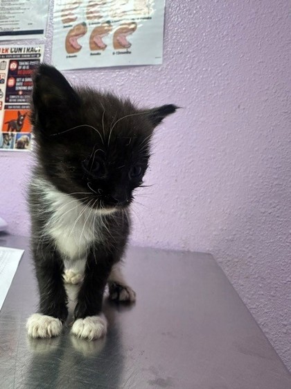 Shelter Stray Male Cat last seen Near Montrose Court, CITY of El Paso, TX, 5001 Fred Wilson Ave, El Paso, TX 79906, USA
