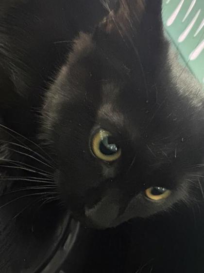 Shelter Stray Male Cat last seen Near YELLOWSTONE ST, EL PASO, TX, 79924, CITY of El Paso, TX, 5001 Fred Wilson Ave, El Paso, TX 79906, USA