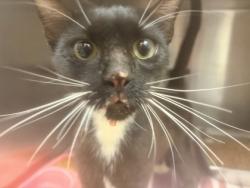 Shelter Stray Female Cat last seen Near Poplar Springs RD, 30083, GA, 3280 Chamblee Dunwoody Rd, Chamblee, GA 30341, USA