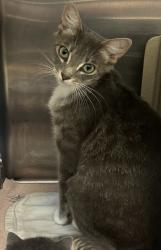 Shelter Stray Female Cat last seen Near N Cliff Valley Way B1, 30319, GA, 3280 Chamblee Dunwoody Rd, Chamblee, GA 30341, USA