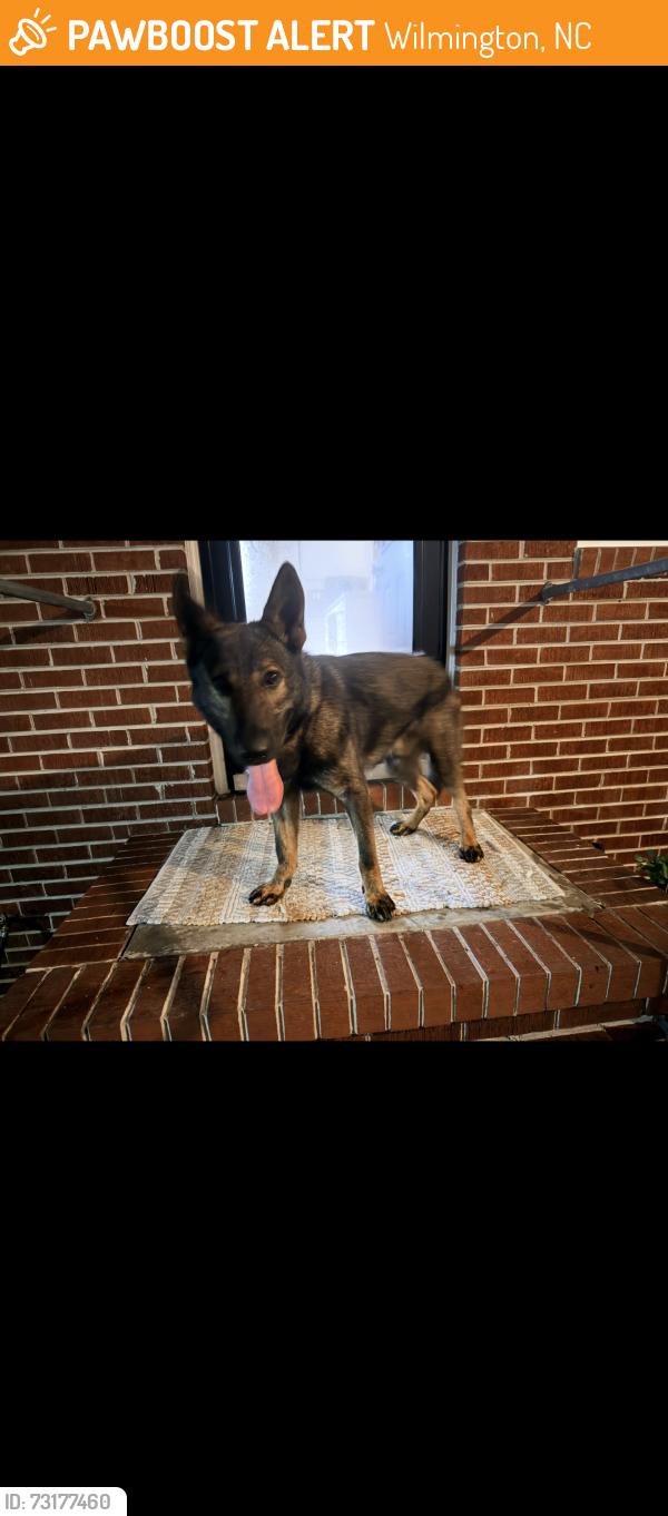 Found/Stray Male Dog last seen College Rd across from the YWCA and Cascade Dr, Wilmington, NC 28412