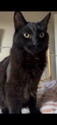 Reunited Male Cat last seen Venice Blvd and Inglewood Blvd, Los Angeles, CA 90066
