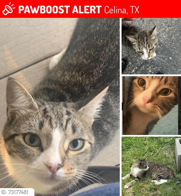 Lost Female Cat last seen CR133, Celina, TX 75009