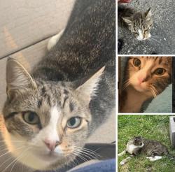 Lost Female Cat last seen CR133, Celina, TX 75009