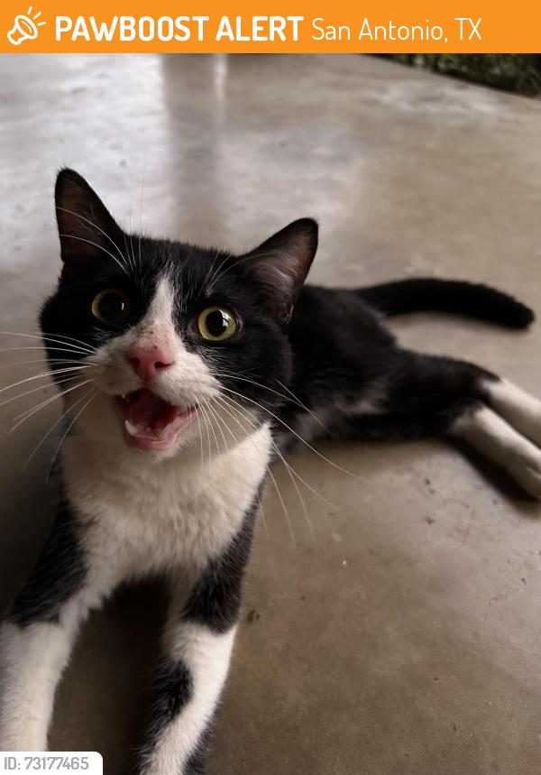 Found/Stray Unknown Cat last seen Larchmont Dr & Seidel, San Antonio, TX 78209