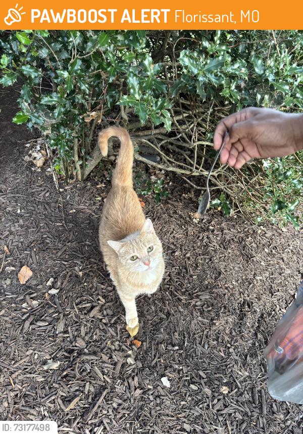 Found/Stray Female Cat last seen Flordawn, Florissant, MO 63031