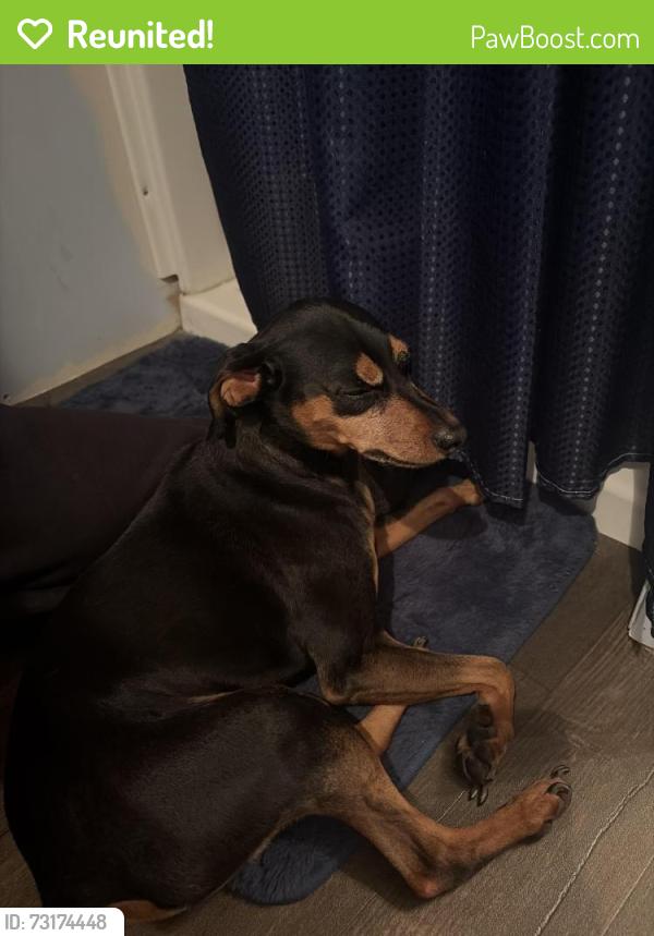 Reunited Male Dog last seen Near the open fields behind the new prairie creek building, Cedar Rapids, IA 52404