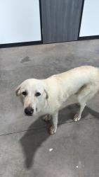 Found/Stray Male Dog last seen Near Stonegate Dr, Katy, TX 77494, Katy, TX 77494