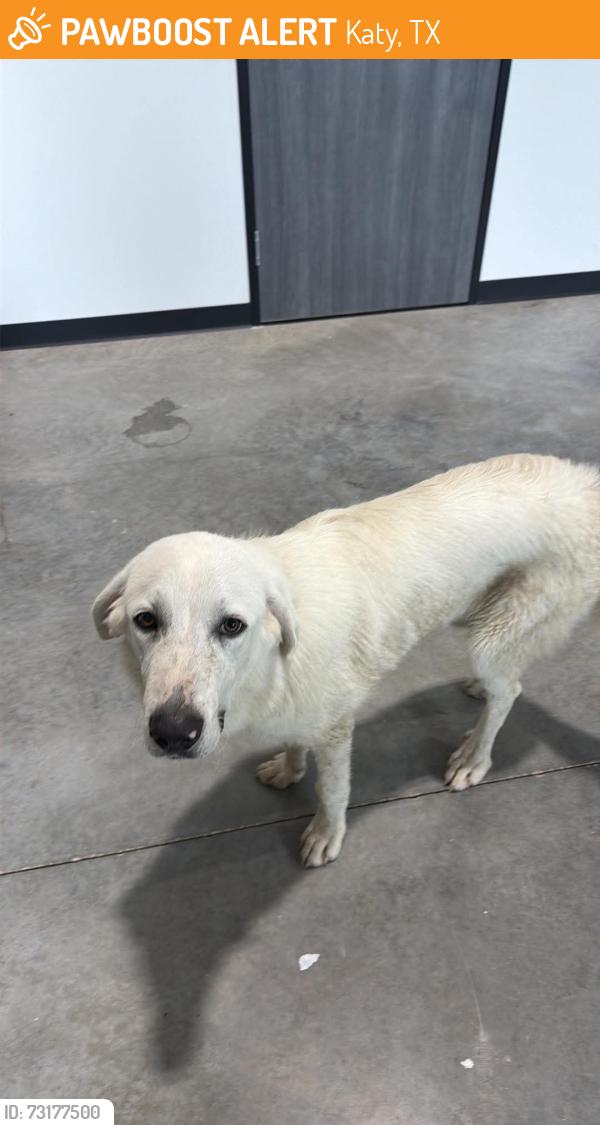 Found/Stray Male Dog last seen Near Stonegate Dr, Katy, TX 77494, Katy, TX 77494
