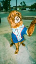 Reunited Male Dog last seen Urbici solar/ edgemere/ nolan richardson, El Paso, TX 79936