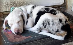 Reunited Female Dog last seen NC-50 Benson NC & Elevation Road, Benson, NC 27504