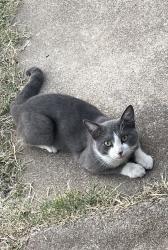 Lost Male Cat last seen East Berry and Rufus streets, Fort Worth, TX 76105