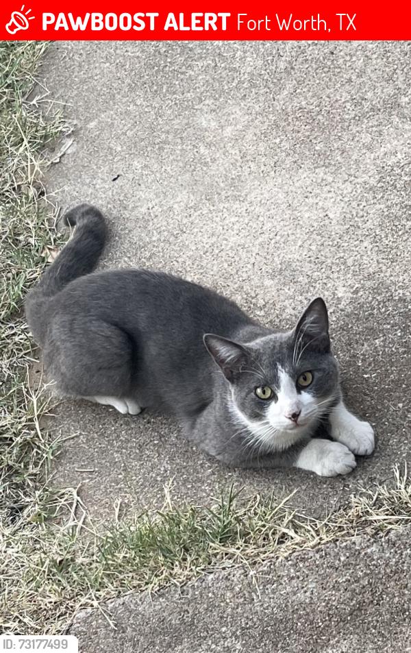 Lost Male Cat last seen East Berry and Rufus streets, Fort Worth, TX 76105