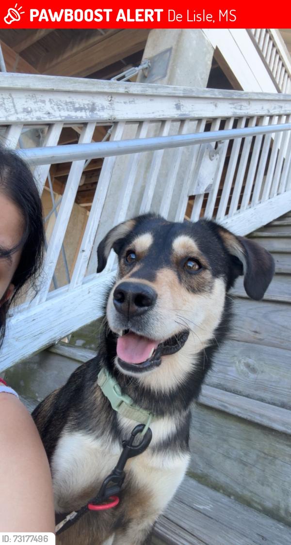 Lost Male Dog last seen Vidalia rd, Firetower rd, De Lisle, MS 39571