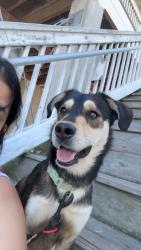 Lost Male Dog last seen Vidalia rd, Firetower rd, De Lisle, MS 39571