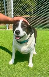 Lost Male Dog last seen Chadbourne Ave NW, Concord, NC 28027