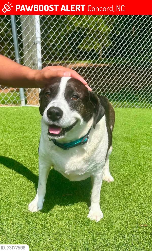 Lost Male Dog last seen Chadbourne Ave NW, Concord, NC 28027