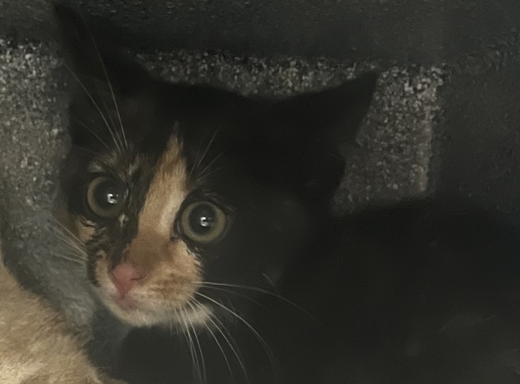 Shelter Stray Female Cat last seen Apt F137,1616 W Snow Queen Place, SALT LAKE CITY, UT, 84104, 511 W 3900 S, Salt Lake City, UT 84123, USA