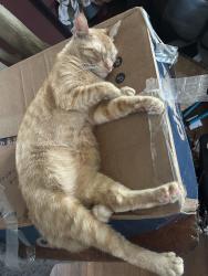 Lost Male Cat last seen 6th street, Texarkana, TX 75501