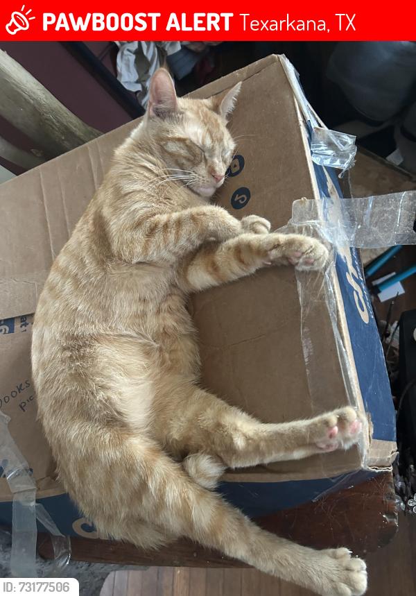 Lost Male Cat last seen 6th street, Texarkana, TX 75501
