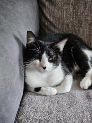 Reunited Female Cat last seen Woodview heights, Tulsa, OK 74107