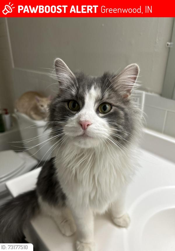 Lost Male Cat last seen County Line and SR 135, Greenwood, IN 46142